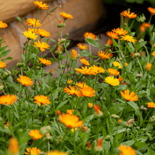 Load image into Gallery viewer, Mixed Calendula Seeds-Seeds-Seed n Sow
