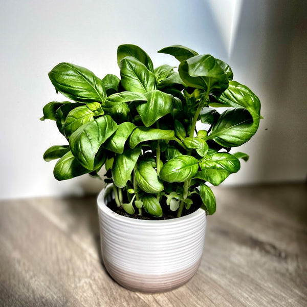 How To Grow Basil From Seed!