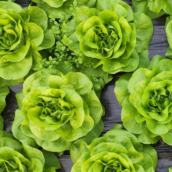 Growing Lettuce from Seed: A Step-by-Step Guide