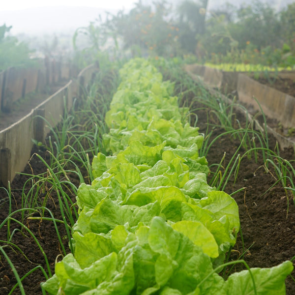 Everything You Need To Know About Crop Rotation