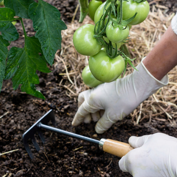 Gardening Practices To Help You Prevent Plant Diseases