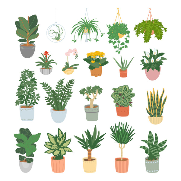 How To Care For Your Houseplants In The Winter Months!