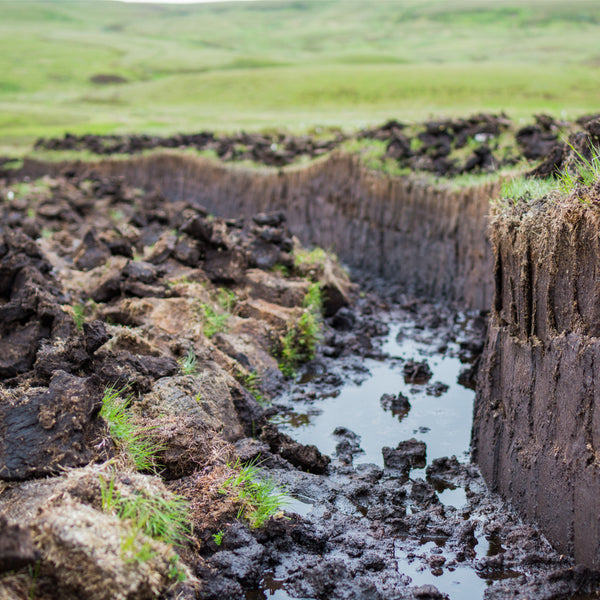 Why peat-free gardening is essential for the environment