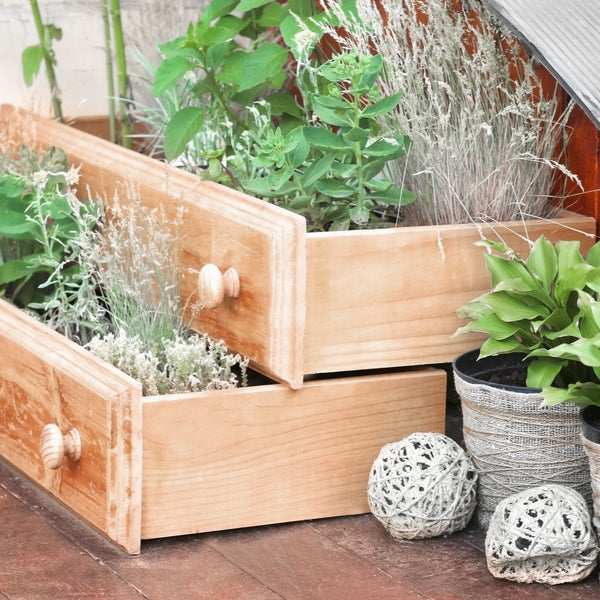 10 Reasons Why You Should Start Container Gardening