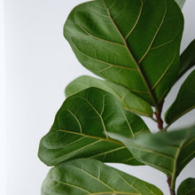 Load image into Gallery viewer, Fiddle Leaf Fig, Ficus Lyrata - 30 Rare Tropical House Plant Seeds
