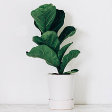 Load image into Gallery viewer, Fiddle Leaf Fig, Ficus Lyrata - 30 Rare Tropical House Plant Seeds
