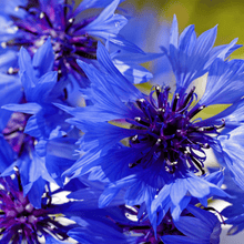 Load image into Gallery viewer, Crown Blue Cornflower Seeds-Seeds-Seed n Sow
