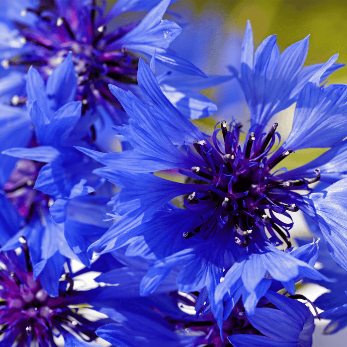 Crown Blue Cornflower Seeds-Seeds-Seed n Sow