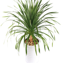 Load image into Gallery viewer, Thai Dragon Tree - Dracaena Cochinchinensis Seeds-Seeds-Seed n Sow

