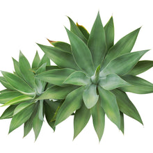 Load image into Gallery viewer, Fox Tail Agave Seeds - Indoor House Plant Seeds - 15 Agave Attenuata Tropical Seeds
