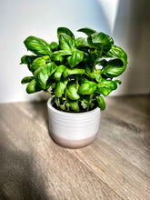Load image into Gallery viewer, Organic Basil Seeds (Sweet Genovese) - 1550 Per Pack
