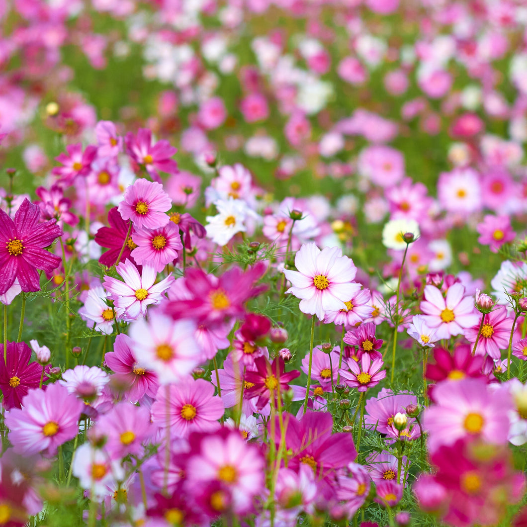 Mixed Cosmos Flower Seeds - 10 Seeds Per Pack