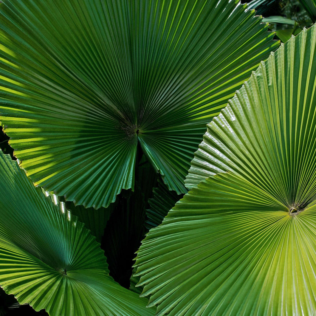 Ruffled Fan Palm, Licuala Grandis - 6 Rare Tropical House Plant Seeds