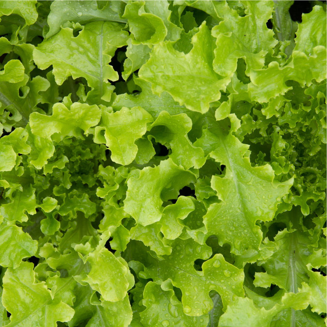 Organic Green Salad Bowl Lettuce Vegetable Seeds - 550 Per Pack