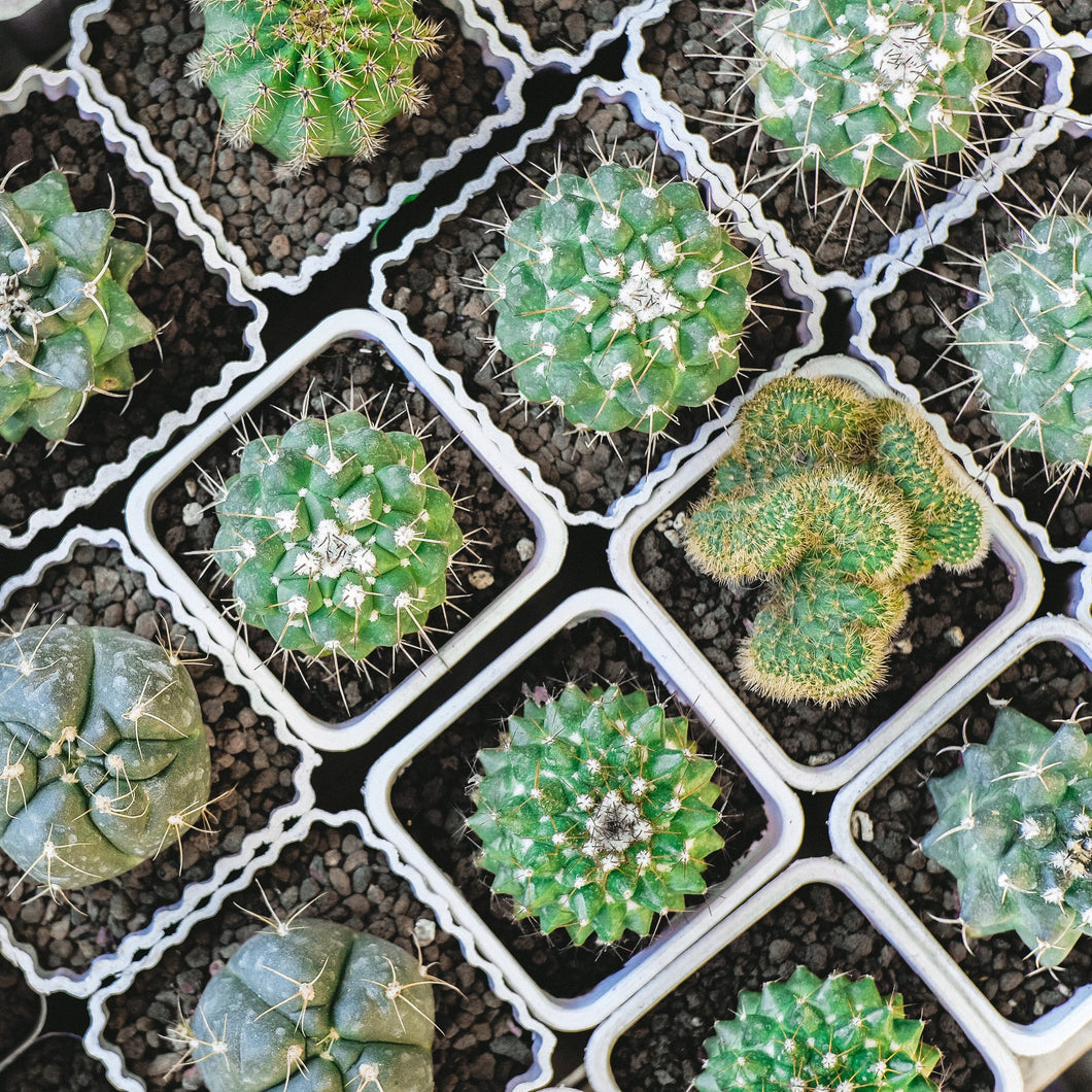Mixed Cacti - 15 Cactus Indoor House Plant Seeds