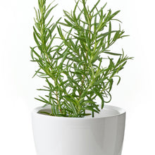 Load image into Gallery viewer, Organic Rosemary Herb Seeds - 35 Per Pack
