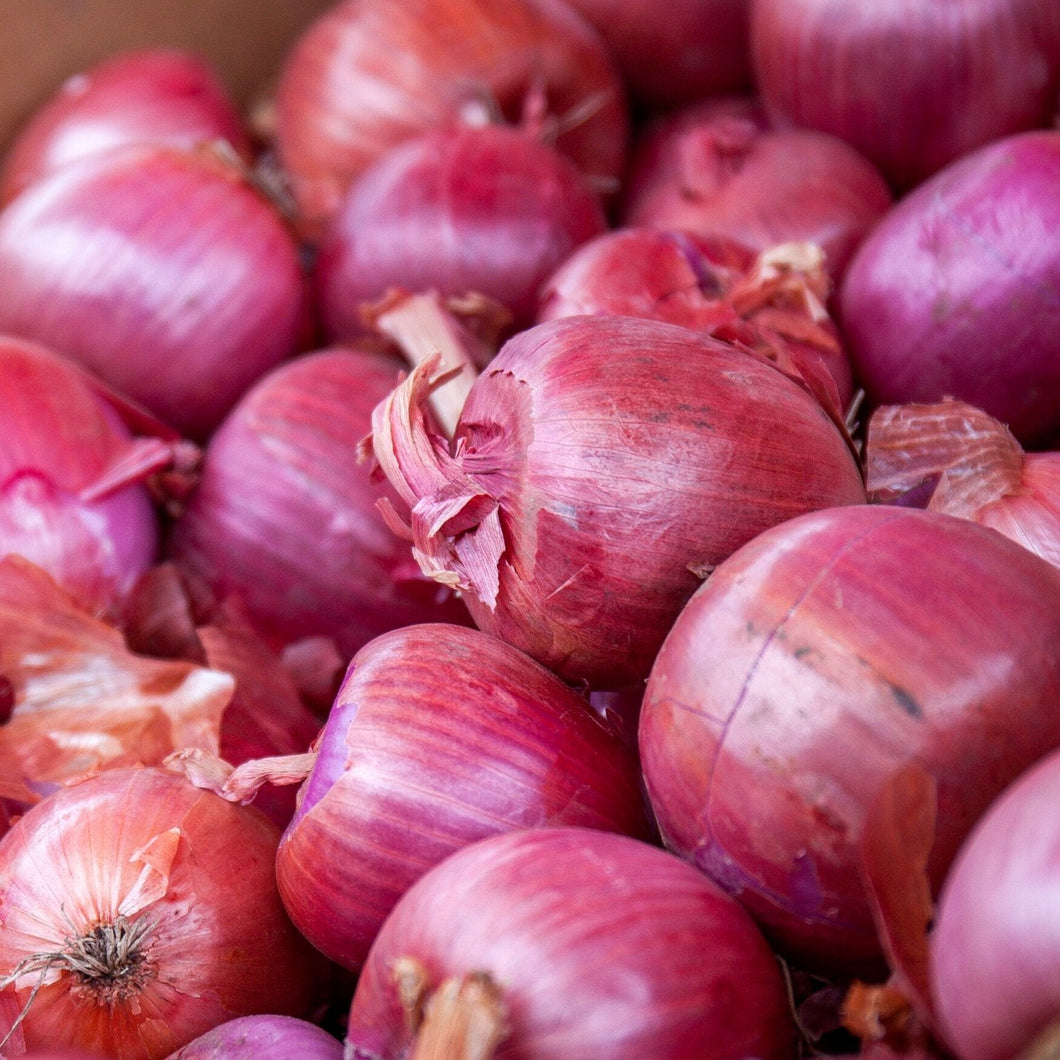 Organic Red Onion Vegetable Seeds - 44 Per Pack