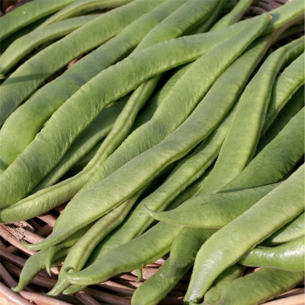 Organic Runner Bean Vegetable Seeds - 10 Per Pack