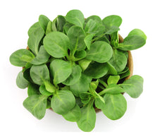 Load image into Gallery viewer, Organic Lamb&#39;s Lettuce Seeds-Seeds-Seed n Sow
