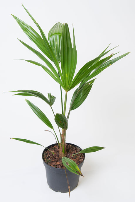 Windmill Palm - Trachycarpus Fortunei Seeds-Seeds-Seed n Sow