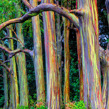 Load image into Gallery viewer, Rainbow Gum Eucalyptus, Eucalyptus Deglupta - 30 Rare Tropical House Plant Seeds
