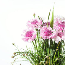 Load image into Gallery viewer, Classic Romantic Cornflower Seeds-Seeds-Seed n Sow
