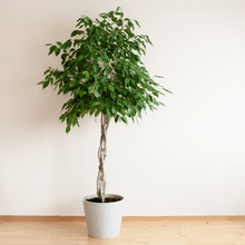 Load image into Gallery viewer, Weeping Fig, Ficus Benjamina - 30 Rare Tropical House Plant Seeds
