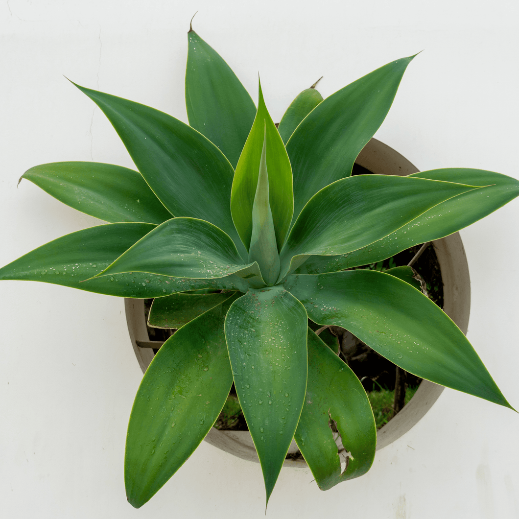 Fox Tail Agave Seeds - Indoor House Plant Seeds - 15 Agave Attenuata Tropical Seeds