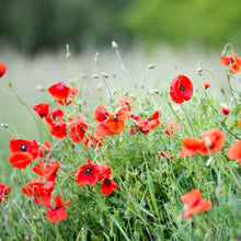 Load image into Gallery viewer, Papaver Poppy Seeds-Seeds-Seed n Sow
