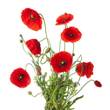 Load image into Gallery viewer, Papaver Poppy Seeds-Seeds-Seed n Sow
