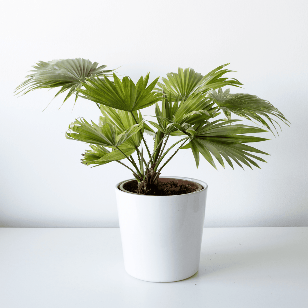 Mediterranean Fan Palm, Chamaerops Humilis - 7 Rare Tropical House Plant Seeds